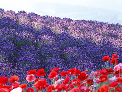 42525 (a): :1600x1200